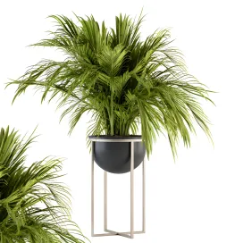 Indoor plant tropical plant